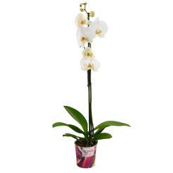 Офисные цветы орхидея в горшке Леди в белом